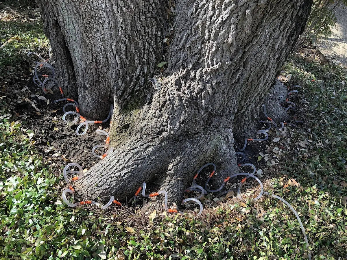 Detailed Tree Cabling and Bracing job site in Chinese Camp