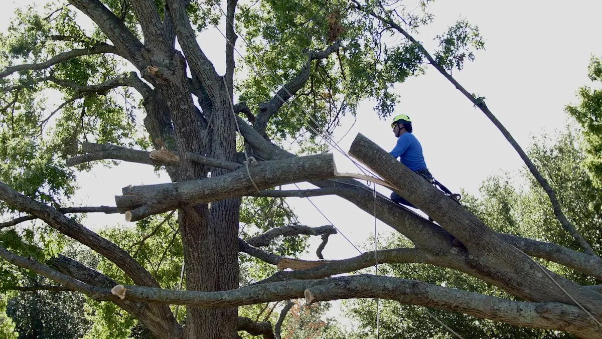 Professional Crown Thinning performed by certified arborists in Chinese Camp